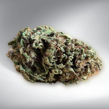Marley Critical